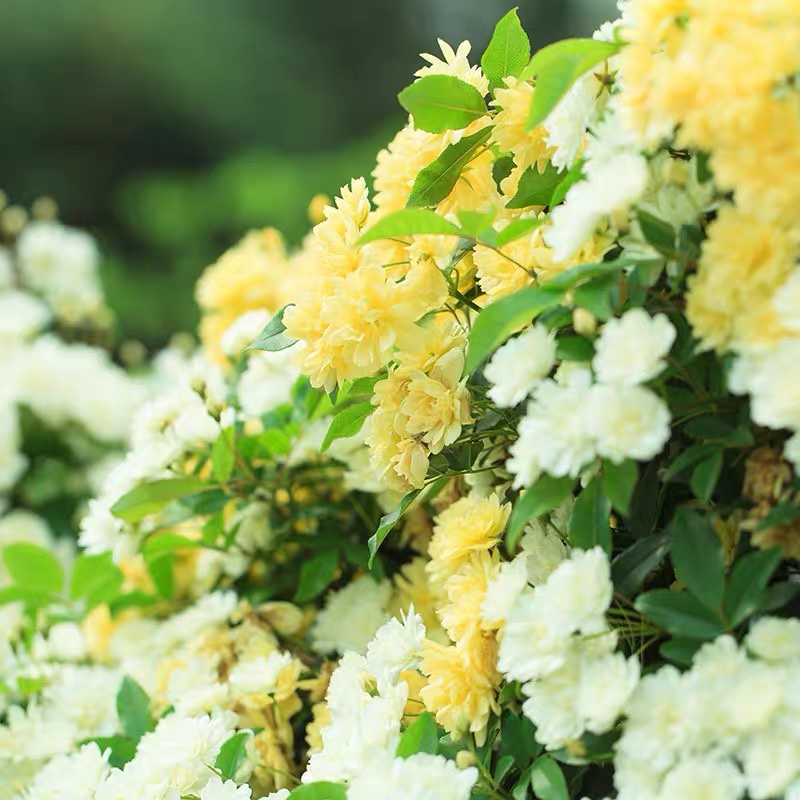 白木香花苗七里香盆栽爬藤植物浓香甜蜜红黄木香四季庭院花卉-图1