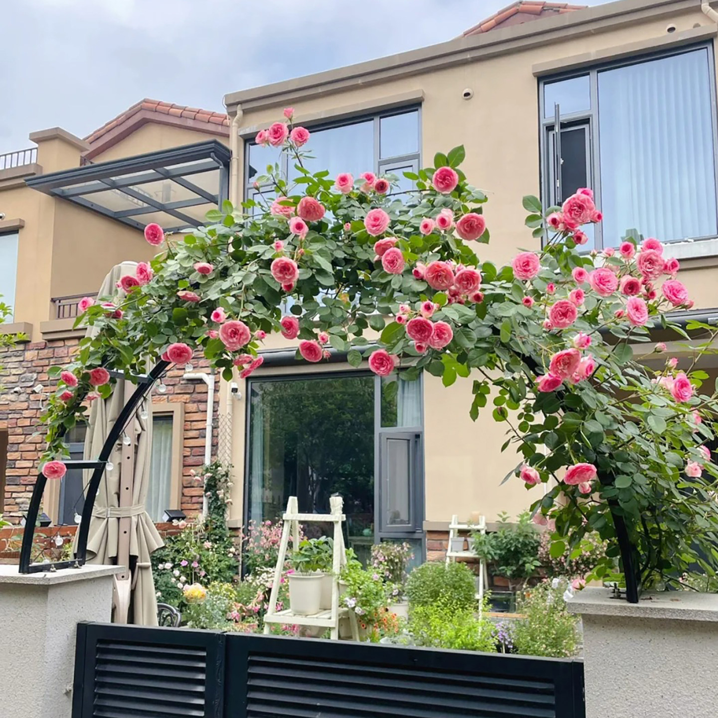 藤本月季花苗藤小伊甸园阳台庭院爬藤绿植花卉玫瑰植物四季藤小伊,淘宝优惠券,粉丝福利购,淘宝优惠卷