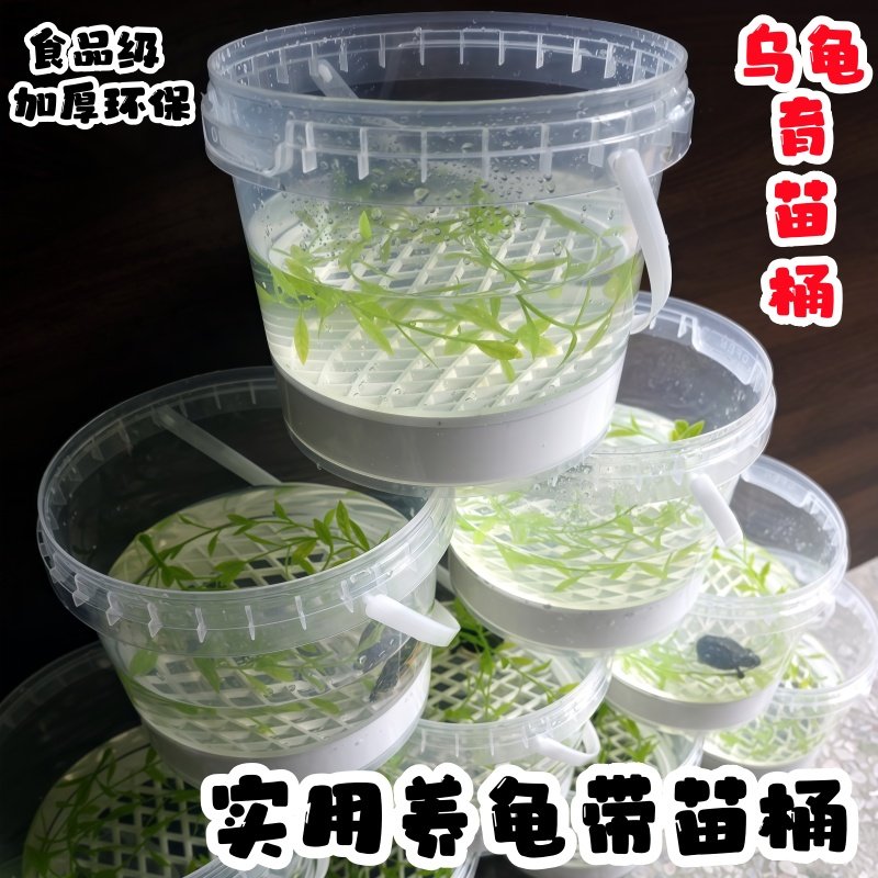 龟苗饲养桶养龟盒养龟专用缸小乌龟带苗透明桶带隔板底漏乌龟盒,淘宝优惠券,粉丝福利购,淘宝优惠卷