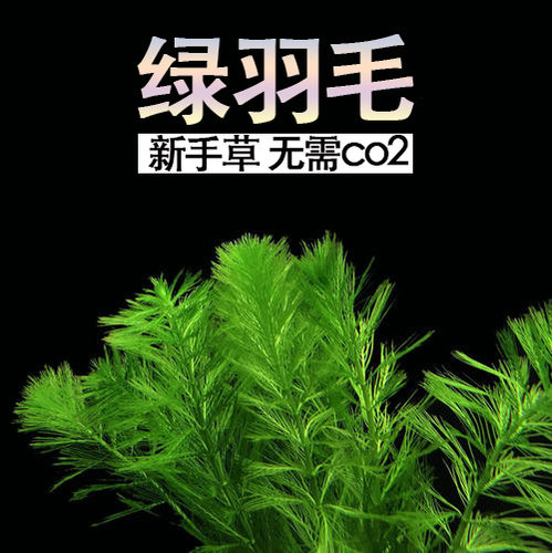自养水下叶系列 绿羽毛水草 鱼缸造景后景草无需二氧化碳新手系列 - 图0