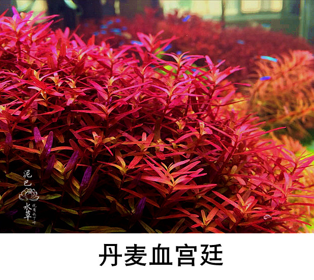 玩家级水下叶 红宫廷 绿宫廷  丹麦血宫廷 水草鱼缸造景水草,淘宝优惠券,粉丝福利购,淘宝优惠卷