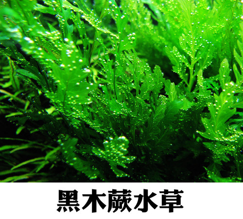 矮种黑木蕨黑木蕨细叶铁叉叶水下叶阴性水草沉木水草无需二氧化碳 - 图0