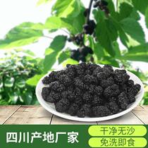 Sichuan Liangshan Origin straight for sand free and washable black mulberry mulberry Mulberry Dry Food Grade Selected Bubble Water