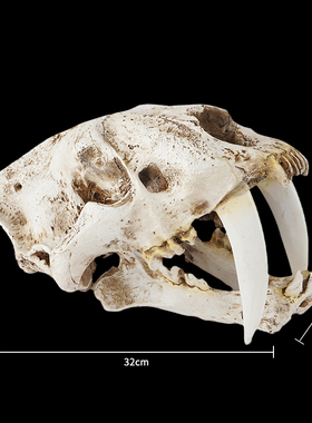 剑齿虎头骨动物树脂装饰北极熊