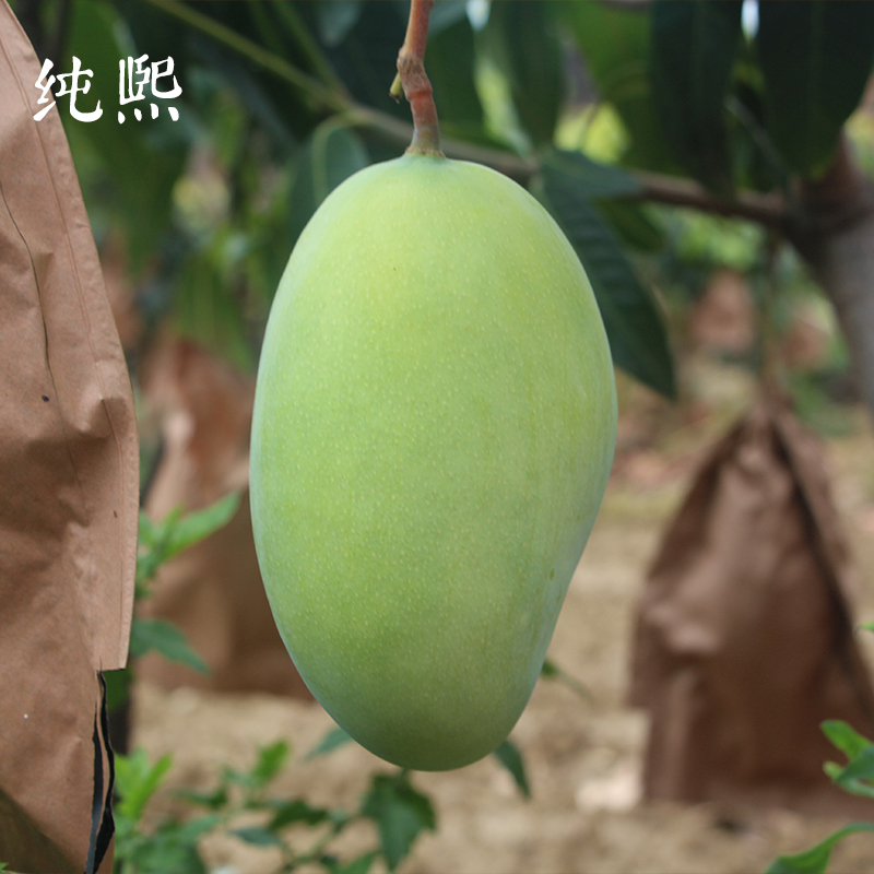 纯熙旗舰店攀枝花凯特芒果新鲜应季水果包邮整箱10斤当季一级大芒果新鲜现摘1
