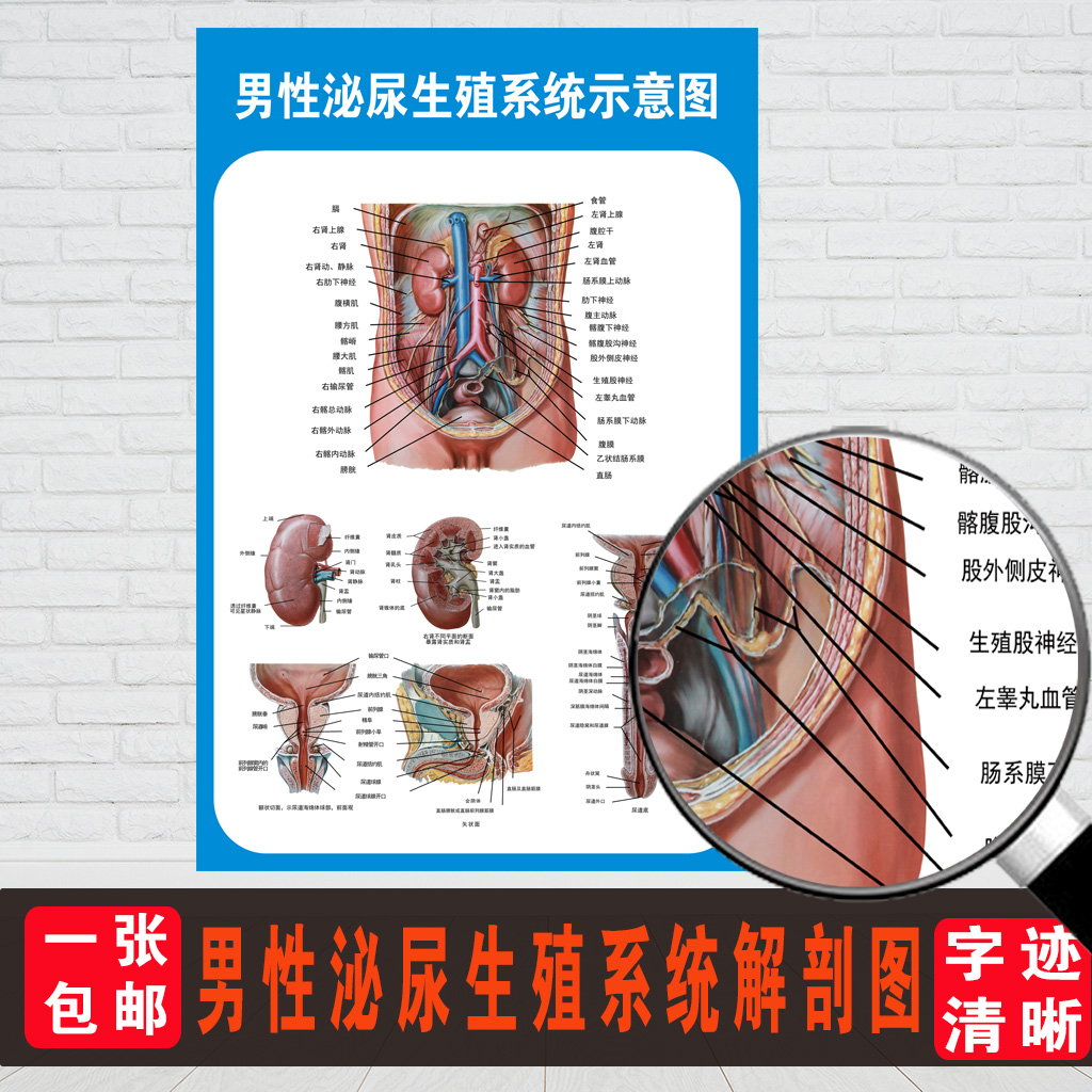 医院男性泌尿生殖器解剖知识挂图画 男性泌尿生殖系统解剖学挂图 - 图1