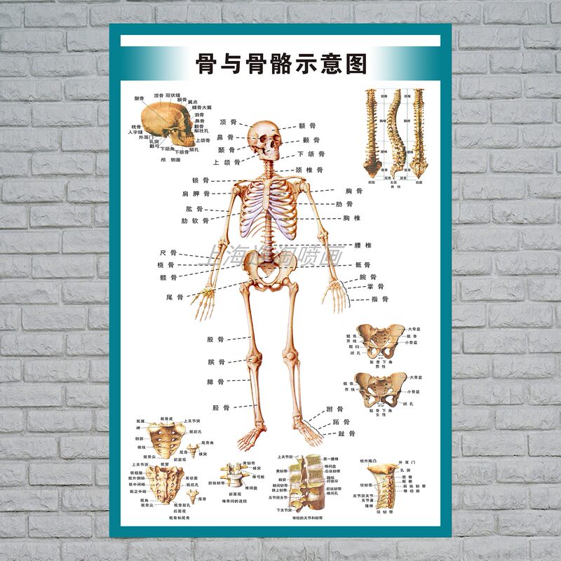 【人体系统全身内脏骨骼肌肉结构解剖示意图医院宣传海报展板挂图】选购介绍 - 轻舟网写真推荐