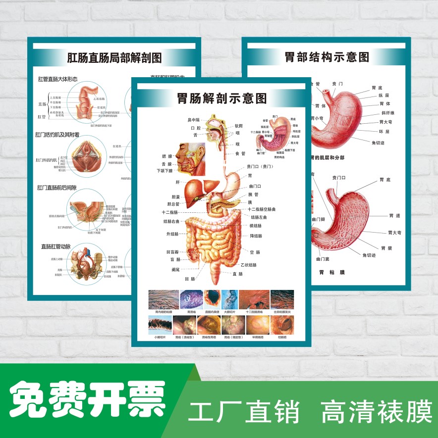 人体内脏消化胃肠系统结构示意图医学宣传挂图医院布置海报墙贴画-图0