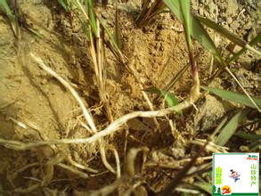 白茅根新鲜 伏牛山野生白毛根凉茶甜草根湿的500克真空毛草根正品 - 图1