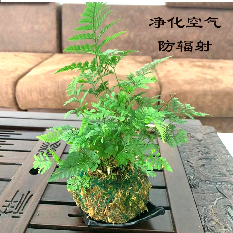狼尾蕨蕨类绿植盆栽盆景好养室内书房办公室净化空气中式禅意摆件 春杰兰艺 淘优券 狼尾蕨蕨类绿植盆栽盆景好养室内书房办公室净化空气中式禅意摆件 春杰兰艺 淘优券