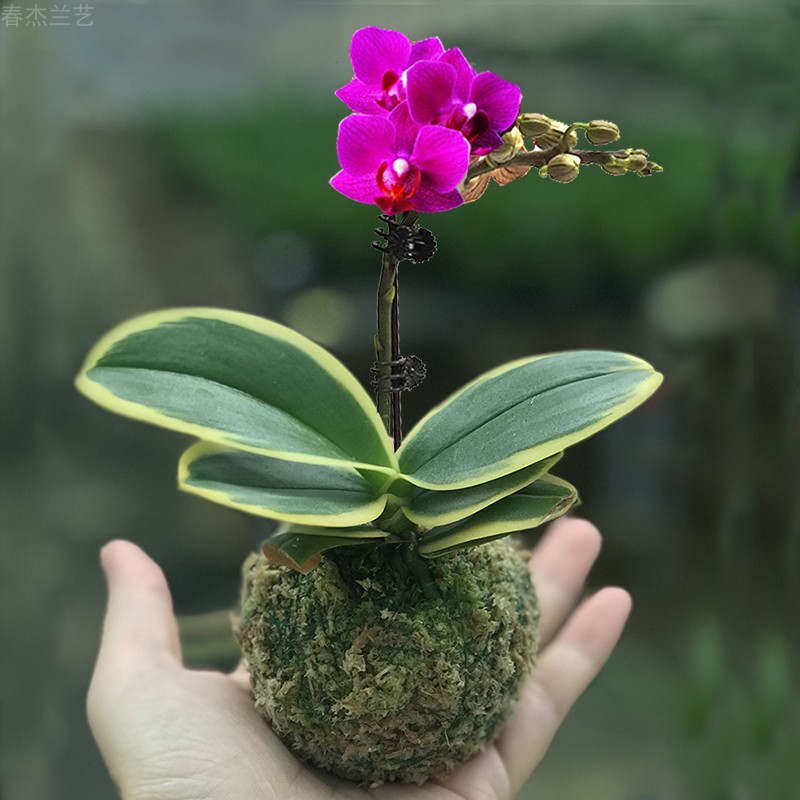 金边迷你金叶咖啡蝴蝶兰苔藓球冬季带花苞可水培室内花卉绿植物花-图1