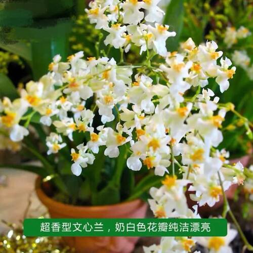 梦香文心兰冬季带花苞年宵花卉室内植物水培盆栽好养易活兰花 - 图2