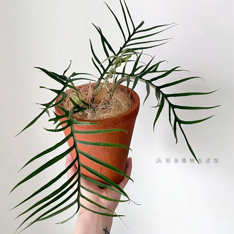 鱼骨蔓绿绒羽裂蔓绿绒造型天南星科趣味客厅网红观叶植物盆栽好养,淘宝优惠券,粉丝福利购,淘宝优惠卷