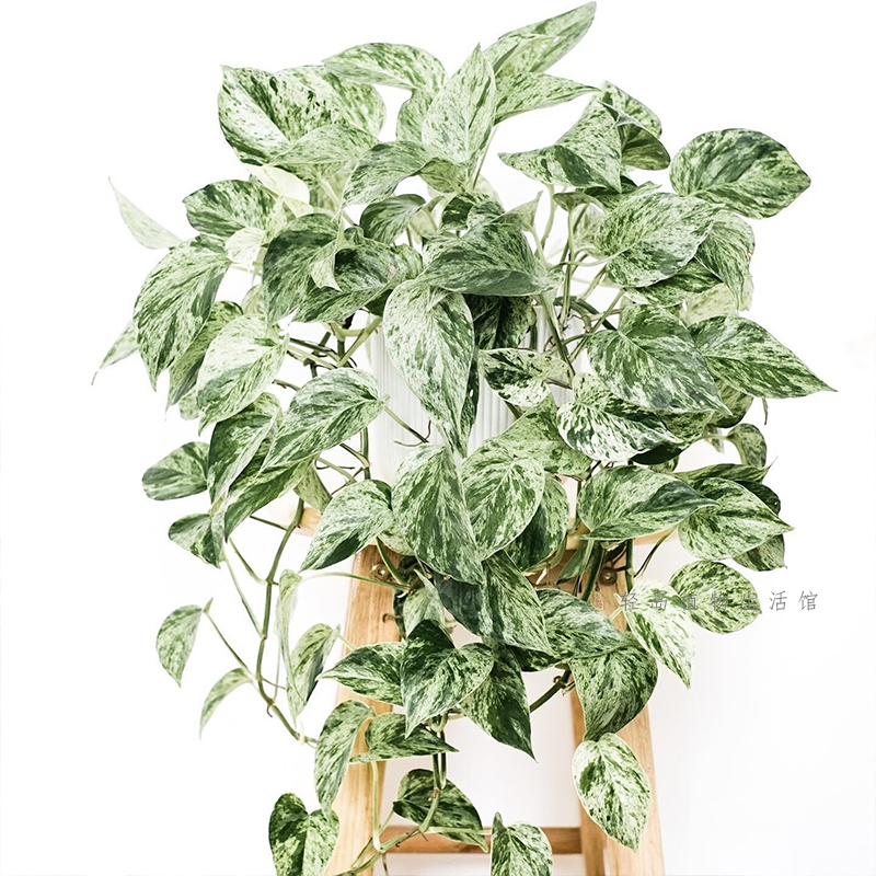大理石皇后快乐叶子花叶绿萝盆栽好养办公室内桌面绿植物长藤垂吊,淘宝优惠券,粉丝福利购,淘宝优惠卷