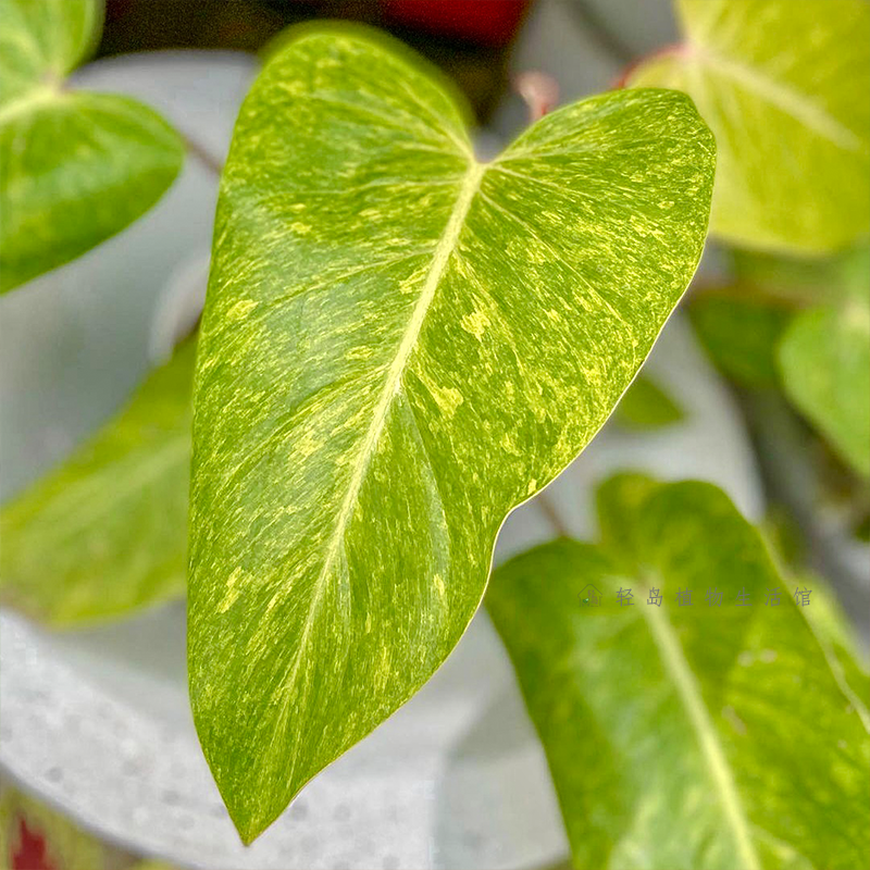 油画女郎蔓绿绒ins风室内阳台客厅网红观叶植物盆栽好养净化空气,淘宝优惠券,粉丝福利购,淘宝优惠卷