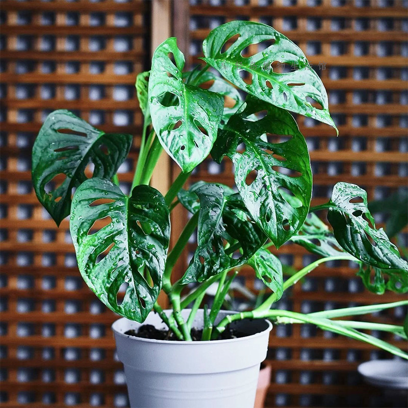 仙洞龟背竹米歇尔盆栽多孔爬藤室内喜阴绿植物水培净化空气,淘宝优惠券,粉丝福利购,淘宝优惠卷