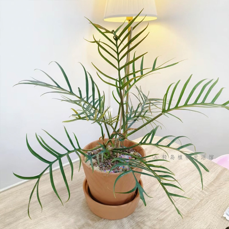 鱼骨蔓绿绒羽裂蔓绿绒造型天南星科趣味客厅网红观叶植物盆栽好养,淘宝优惠券,粉丝福利购,淘宝优惠卷