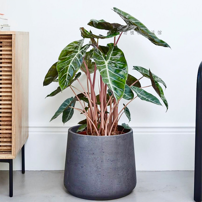 内罗毕之夜粉骑士粉龙海芋萨利安网红绿植物盆栽热带观叶阳台好养,淘宝优惠券,粉丝福利购,淘宝优惠卷