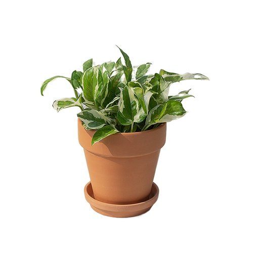 白金葛雪花葛花叶绿萝盆栽好养办公室内桌面净化空气植物长藤垂吊,淘宝优惠券,粉丝福利购,淘宝优惠卷