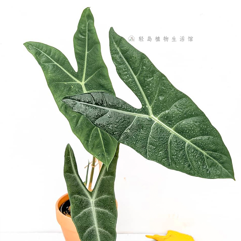 银脉剑叶海芋萨利安室内阳台天台花园好养大叶片大型热植新奇植物,淘宝优惠券,粉丝福利购,淘宝优惠卷