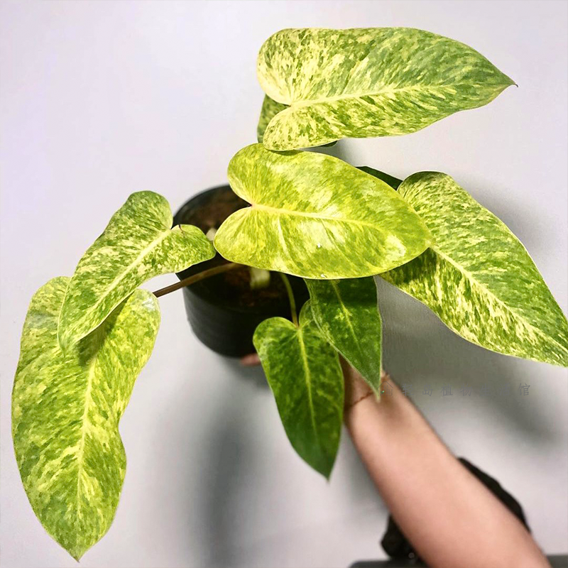 油画女郎蔓绿绒ins风室内阳台客厅网红观叶植物盆栽好养净化空气,淘宝优惠券,粉丝福利购,淘宝优惠卷