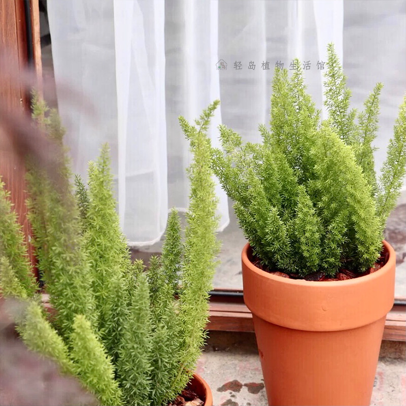 狐尾天门冬武竹盆栽阳台花卉庭院绿植物好养包活室外观叶切叶常绿,淘宝优惠券,粉丝福利购,淘宝优惠卷