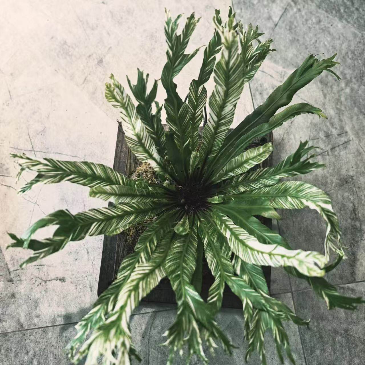 白锦鸟巢蕨白月光花叶板植挂墙室内好养耐阴锦化植物ins网红盆栽,淘宝优惠券,粉丝福利购,淘宝优惠卷