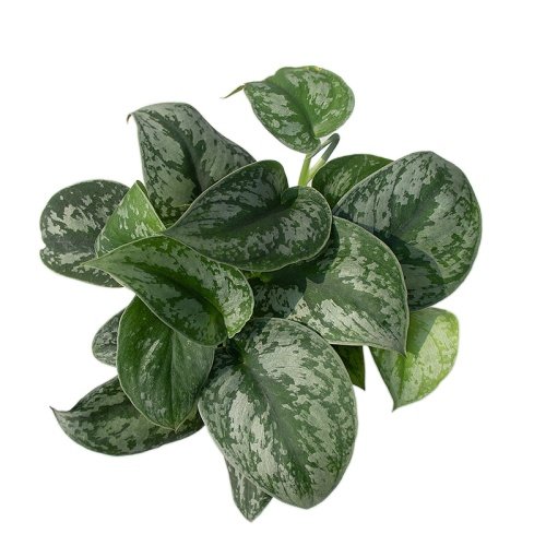 大叶小叶银斑葛花叶绿萝盆栽好养办公室内桌面绿植物长藤垂吊水培,淘宝优惠券,粉丝福利购,淘宝优惠卷