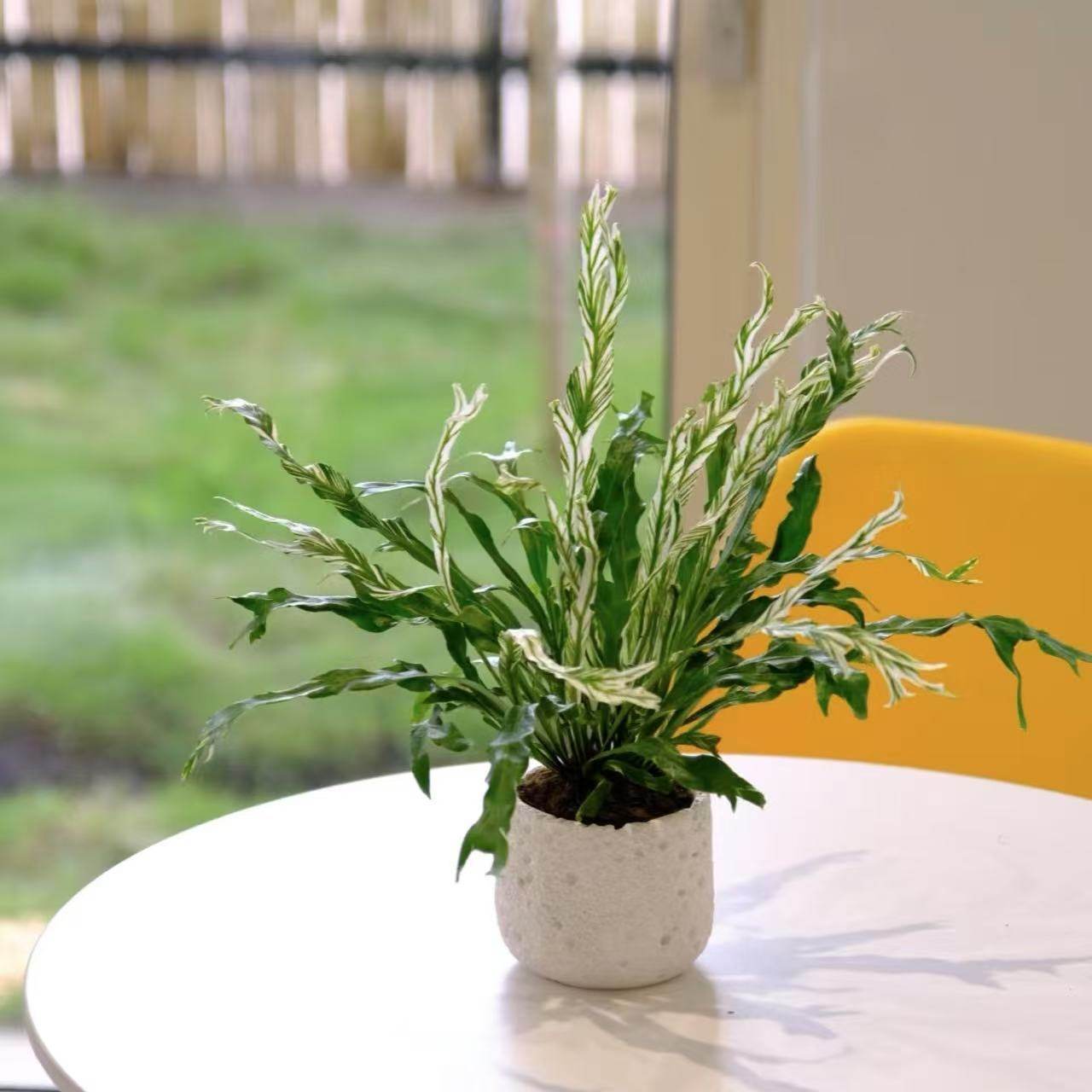 白锦鸟巢蕨白月光花叶板植挂墙室内好养耐阴锦化植物ins网红盆栽,淘宝优惠券,粉丝福利购,淘宝优惠卷