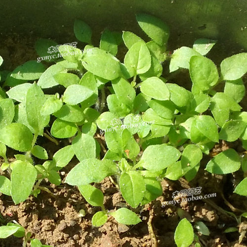 白花菜种子和苗少花龙葵黑天天蔬菜野菜野果阳台盆栽满包邮-图1