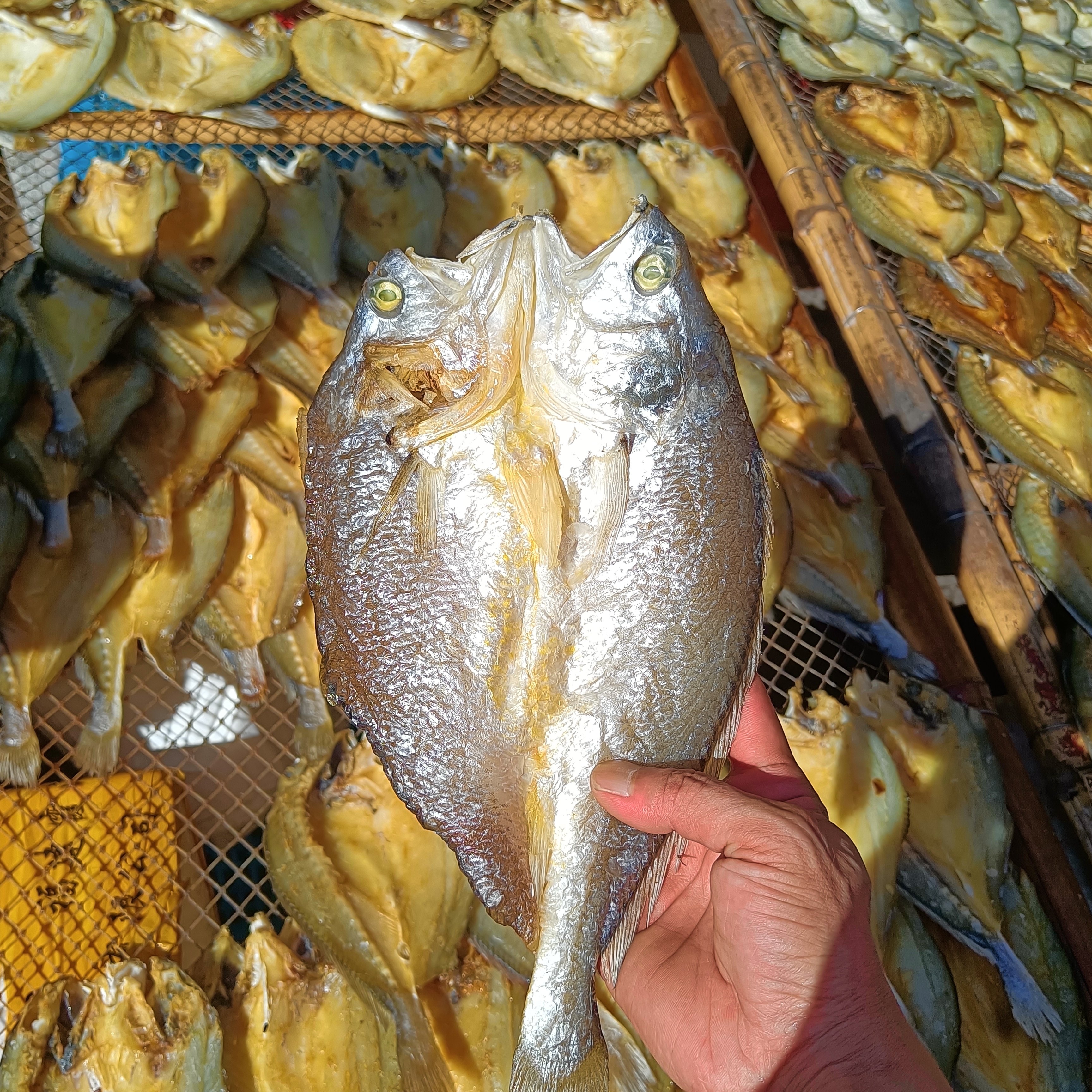 温州特产瑞安东山黄鱼鲞黄花鱼海鱼海鲜干货鱼鲞咸鱼,淘宝优惠券,粉丝福利购,淘宝优惠卷