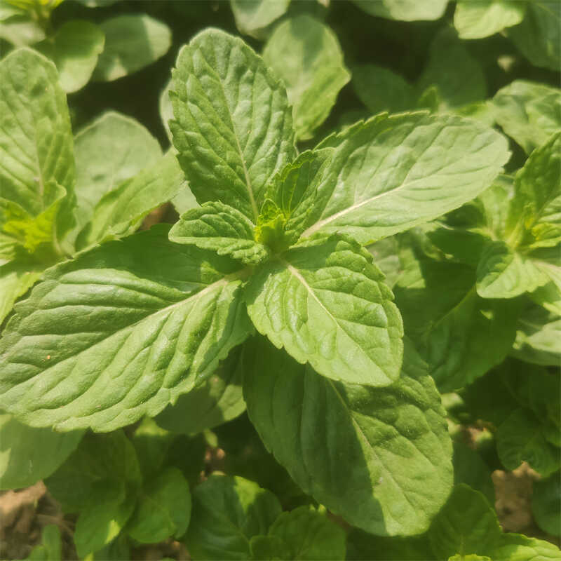 新鲜现摘现发薄荷叶薄荷味清凉食用泡水装饰烘焙调酒水调酒鲜薄荷 - 图0