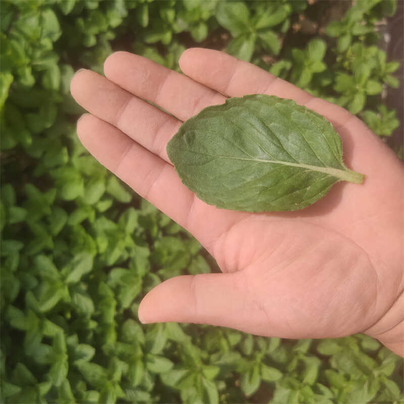 新鲜现摘现发薄荷叶薄荷味清凉食用泡水装饰烘焙调酒水调酒鲜薄荷-图1