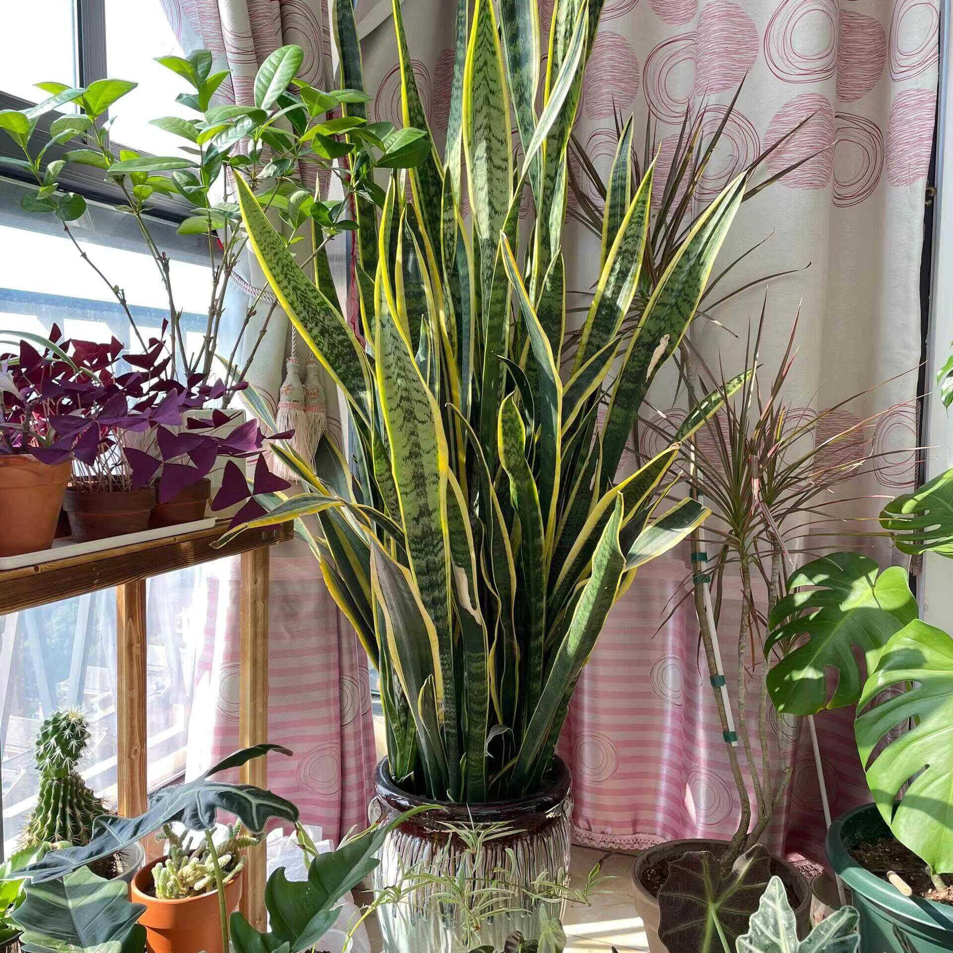 金边虎皮兰大型盆栽绿植乔迁开业送礼客厅阳台净化空气除甲醛植物,淘宝优惠券,粉丝福利购,淘宝优惠卷