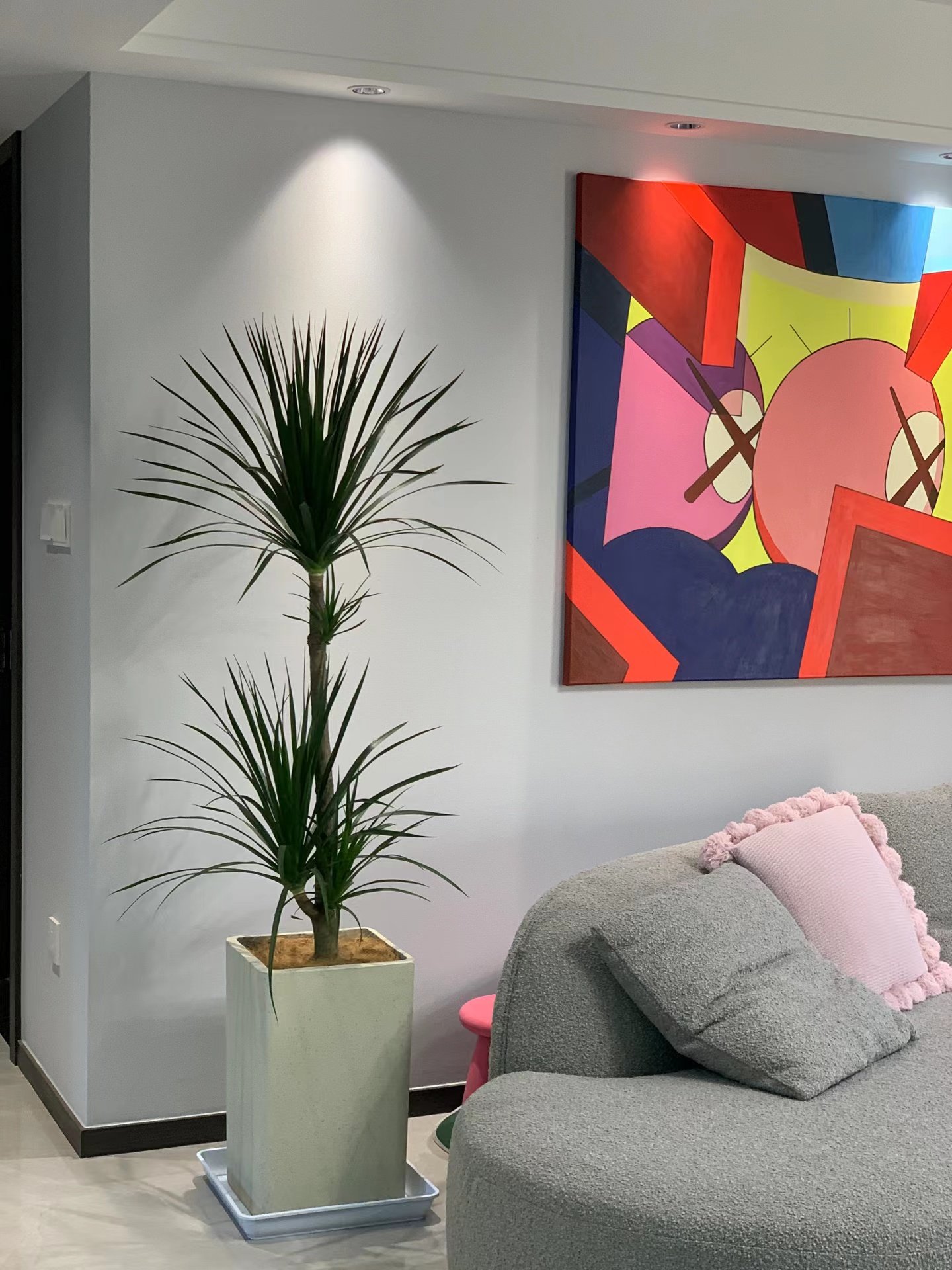 龙血树客厅绿植室内盆栽大型办公室植物龙须树好养净化空气除甲醛,淘宝优惠券,粉丝福利购,淘宝优惠卷