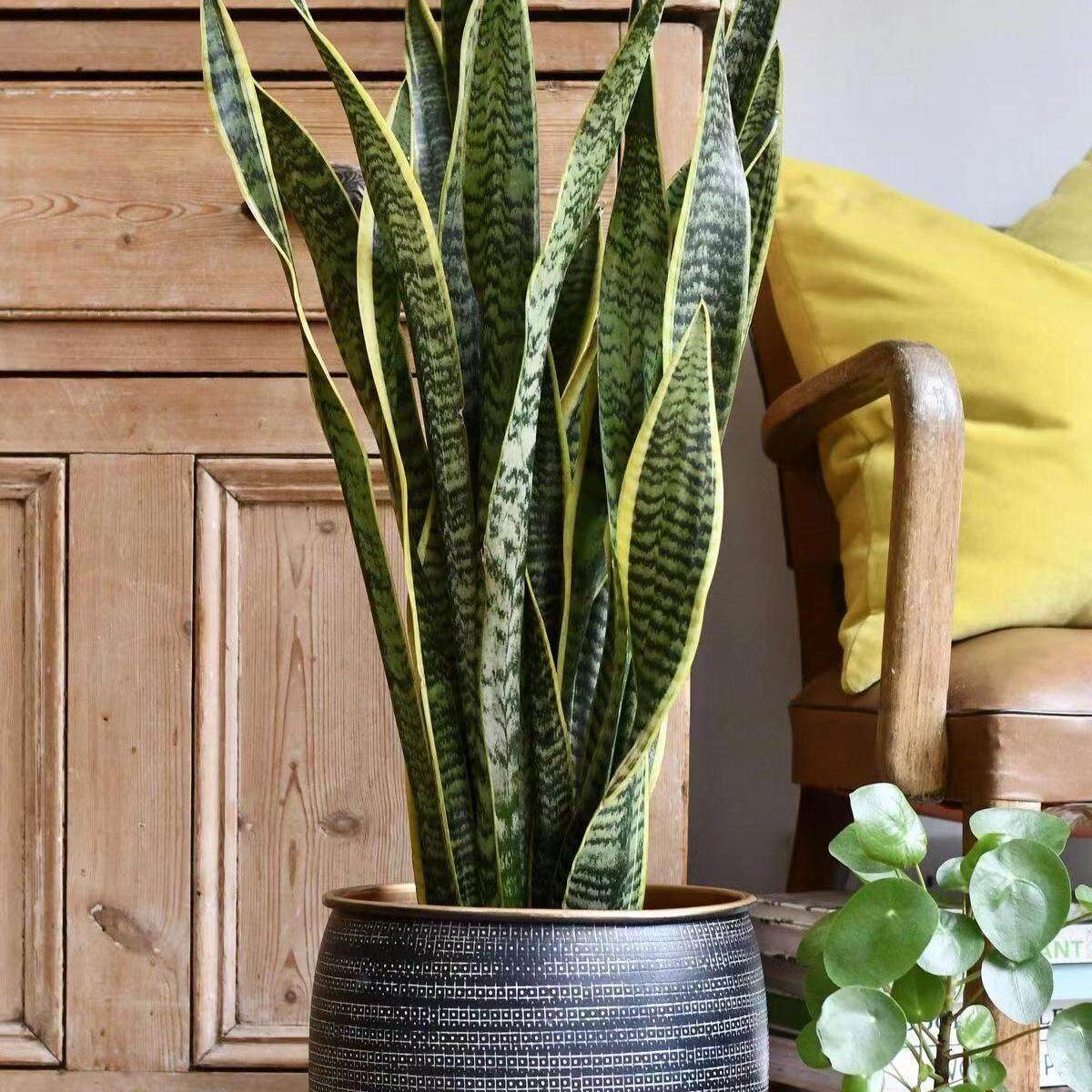 金边虎皮兰大型盆栽绿植乔迁开业送礼客厅阳台净化空气除甲醛植物,淘宝优惠券,粉丝福利购,淘宝优惠卷