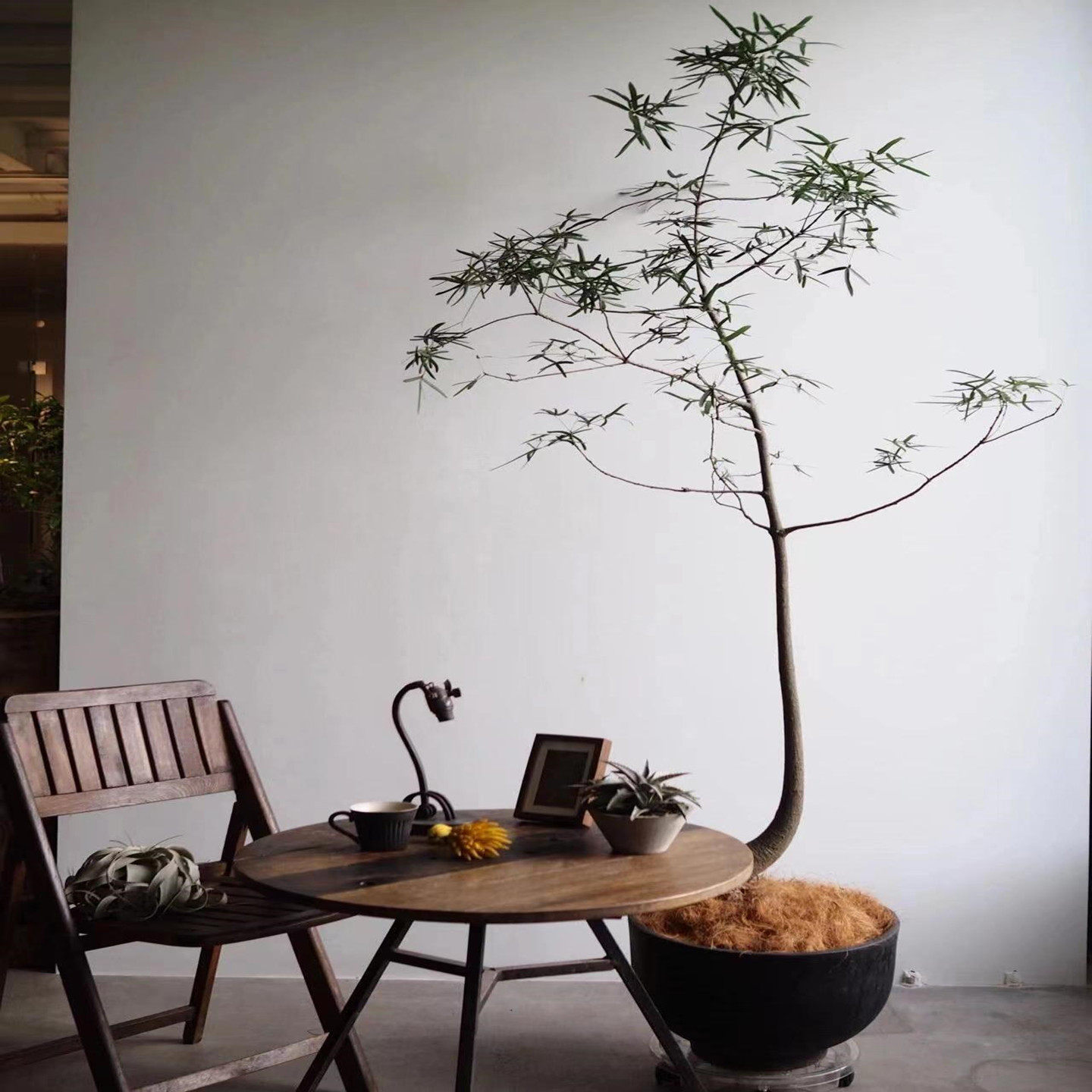 室内大型绿植澳洲佛肚树昆士兰盆栽民宿高级感阳台客厅植物侘寂风,淘宝优惠券,粉丝福利购,淘宝优惠卷