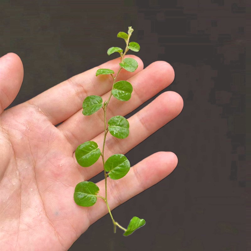 常绿爬藤绿植花卉集合微景观闷养水陆缸造景热带雨林缸爬宠缸素材 - 图2