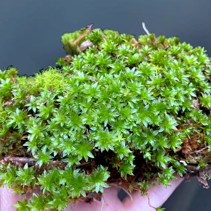 苔藓系列热带雨林缸造景水陆缸微景观盆栽铺面室内常青生态瓶植物-图1