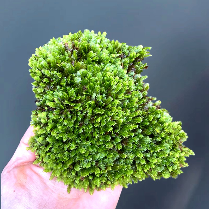 苔藓系列热带雨林缸造景水陆缸微景观盆栽铺面室内常青生态瓶植物-图0