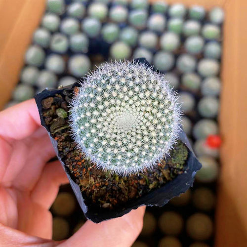 仙人球实生组合套餐多肉植物盆栽室内仙人掌开花花卉大颗新手肉肉 - 图1