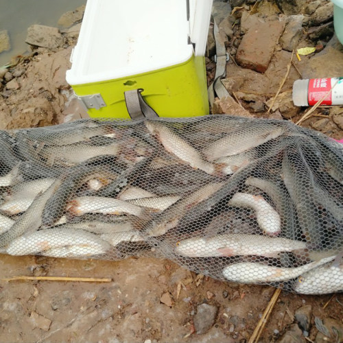 海钓狂诱钓鱼小药梭鱼鲻鱼饵料乌头鱼窝料黑头鲈鱼路亚饵黑鲷小药 - 图0