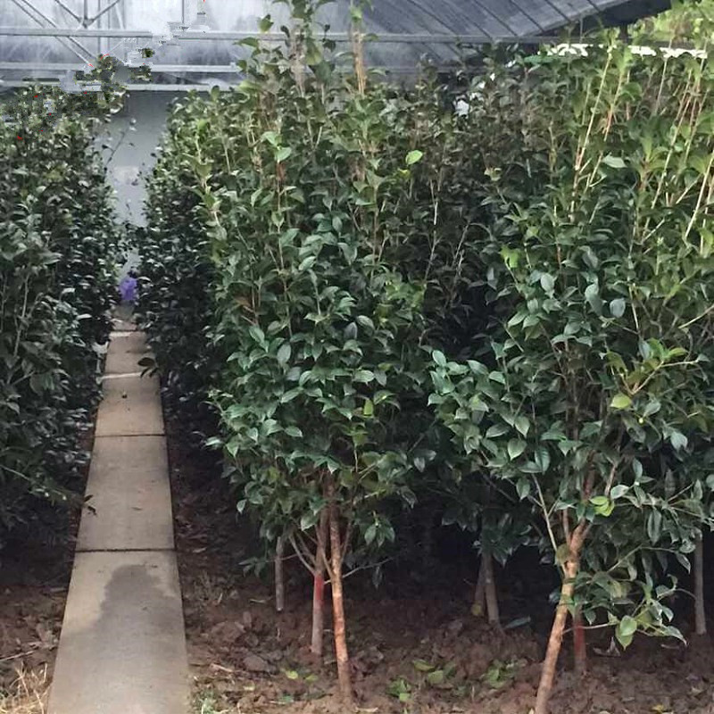 耐冬茶花树苗山茶油茶树苗茶梅盆栽花卉道路庭院种植四季常青包邮 - 图1