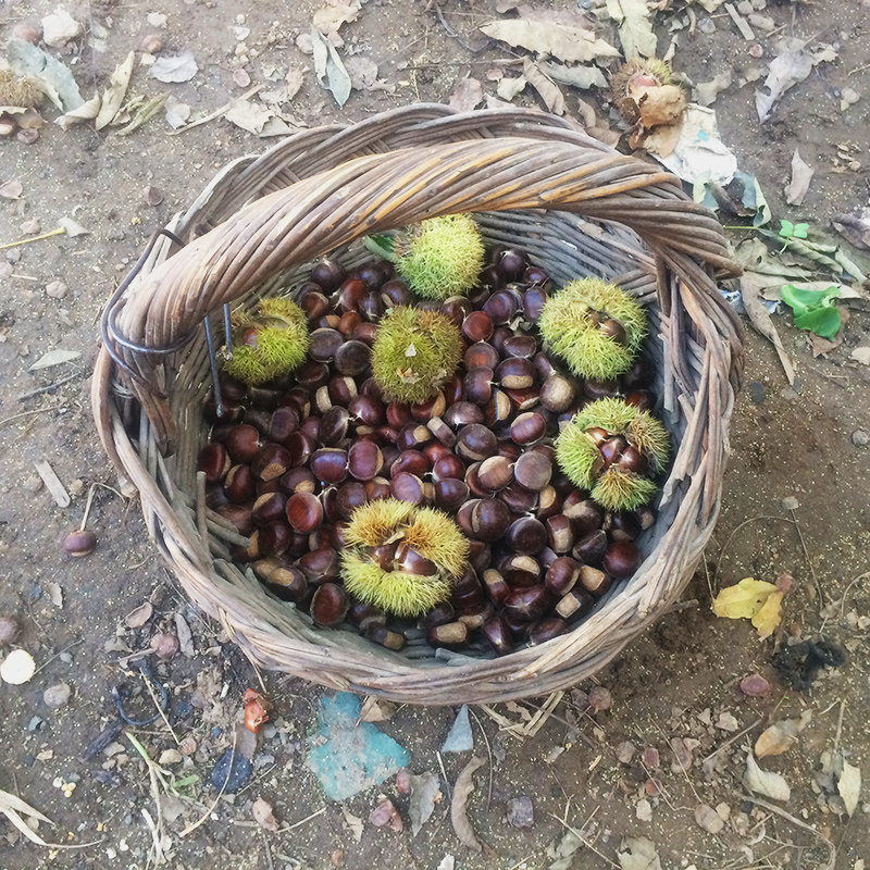 [24年好板栗]迁西新鲜生板栗正宗燕山油栗野生大粒鲜板粟小栗