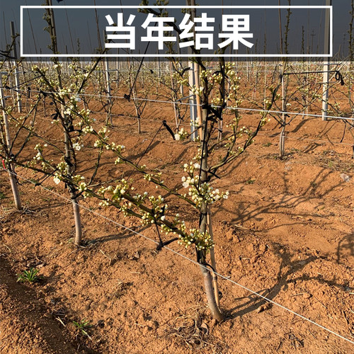 翠冠梨树果苗南北方种植早熟大树活苗盆栽嫁接特大果树苗当年结果 - 图2