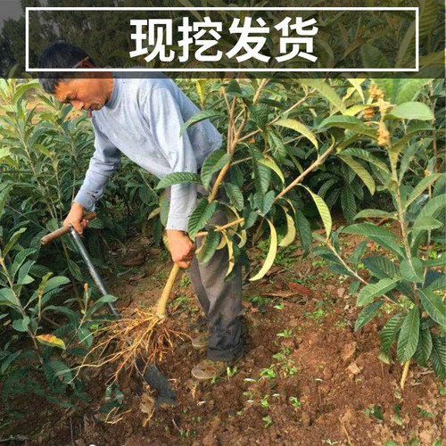 白玉枇杷树果苗南北方庭院耐寒大树带土盆栽嫁接琵琶大果当年结果 - 图1