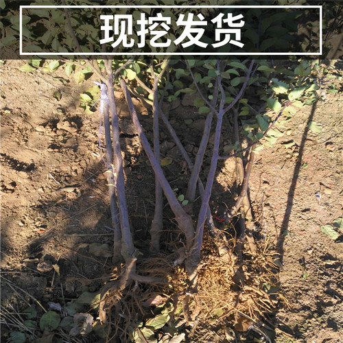 王林苹果树果苗南北方地栽耐寒特大号盆栽矮化嫁接青苹果当年结果 - 图3