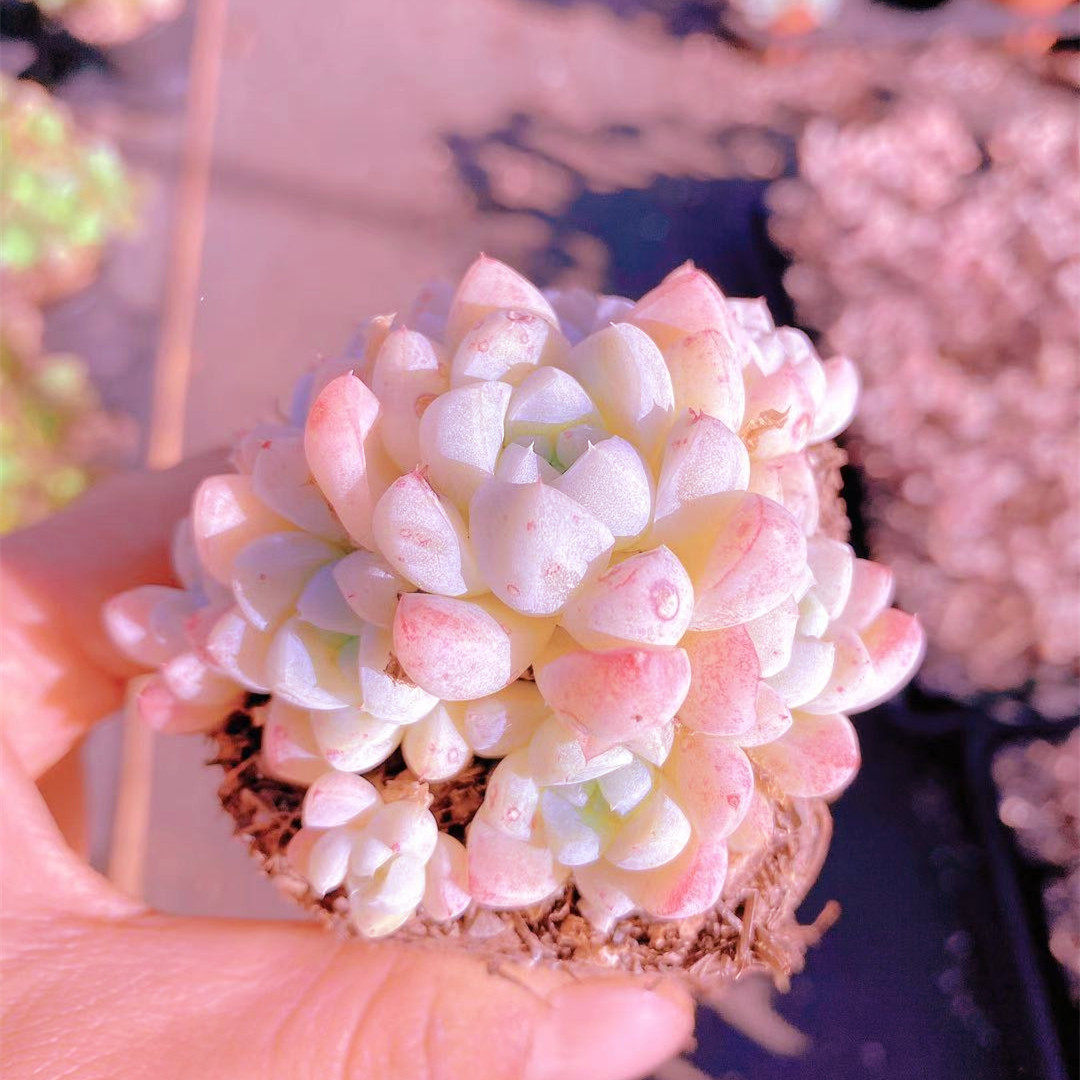 雅典娜多肉  月影杂交新品韩货进口稀有品种月影杂交新品多肉植物