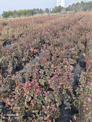 【南方地区种植】南高品种蓝莓苗 三年苗营养钵发货 新手推荐蓝莓 - 图1
