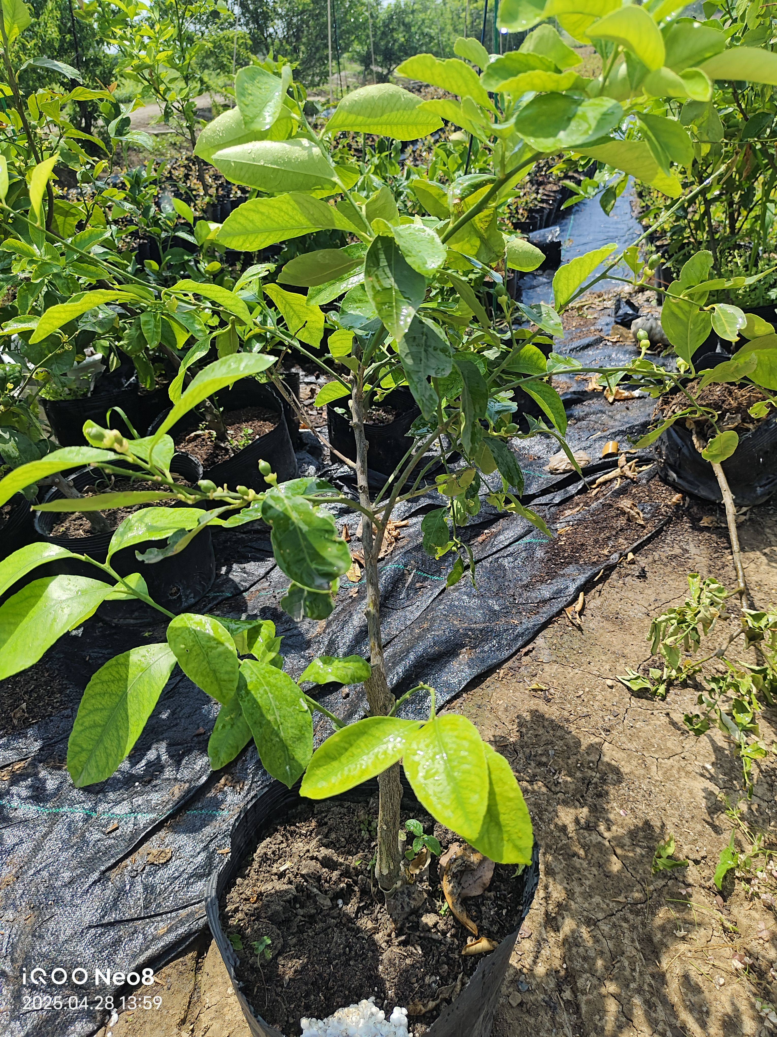 【香水柠檬】四季柠檬青柠檬香水柠檬钵苗可盆栽庭院种植,淘宝优惠券,粉丝福利购,淘宝优惠卷